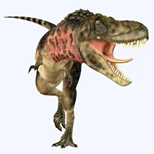 Tarbosaurus dinosaur roaring, front view