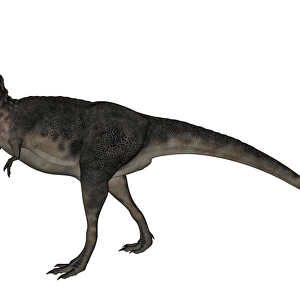 Tarbosaurus dinosaur roaring, white background
