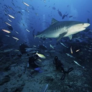 A Tiger Shark swims over a group of divers after consuming a large tuna head