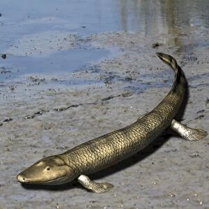 Tiktaalik is an extinct lobe-finned fish from the Late Devonian of Canada