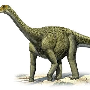 Titanosaurus indicus, a prehistoric era dinosaur