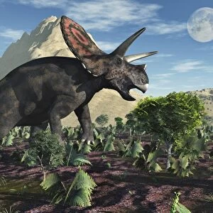 A Torosaurus dinosaur during Earths Cretaceous period