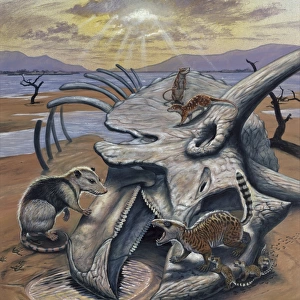 Triceratops skull with early mammals