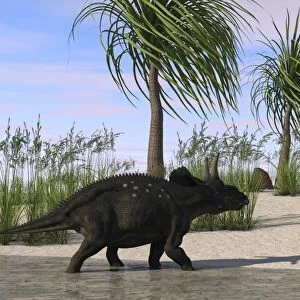 Triceratops walking along the shoreline