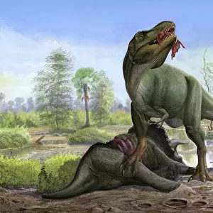 Tyrannosaurus Rex eats the carrion of a dead Triceratops