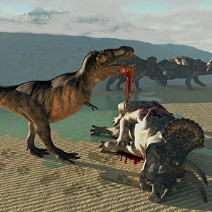 Tyrannosaurus Rex eats the flesh of a dead Triceratops