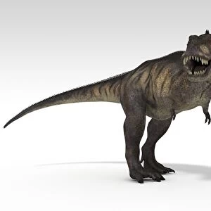 Tyrannosaurus Rex, white background