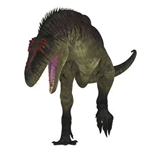 Tyrannotitan dinosaur on white background