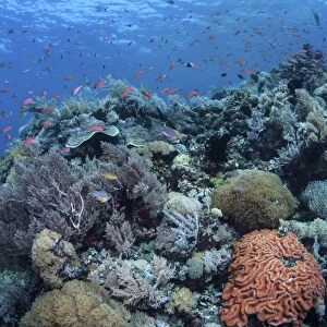 A vibrant and healthy coral reef in Komodo National Park, Indonesia
