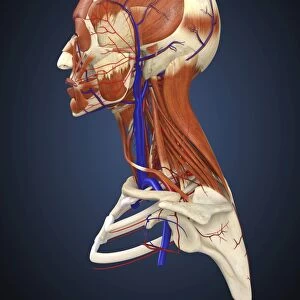 Side view of human face with bones, muscles, and circulatory system