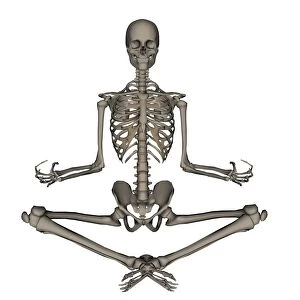 Front view of human skeleton meditating