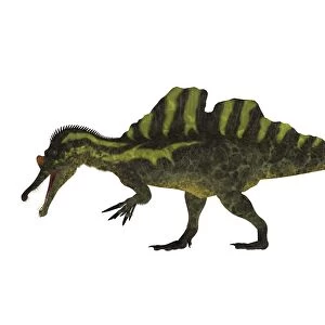 Side view of a Ichthyovenator dinosaur