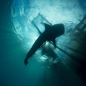 Whale shark swimming up to the surface, silhouetted against sunrays