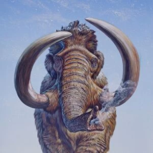 Woolly Mammoth charging, Pleistocene Epoch