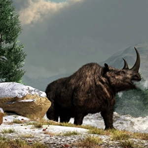 A woolly rhinoceros in the snow, Pleistocene epoch