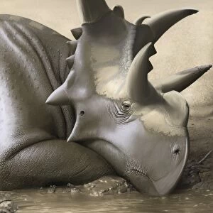Xenoceratops foremostensis relaxing in a mud puddle