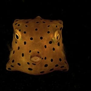 Yellow and black spotted boxfish, North Sulawesi, Indonesia