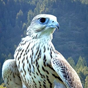 Yeti, a hybrid white gyrfalcon and saker falcon