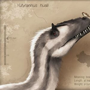 Yutyrannus huali is a feathered tyrannosauroid from the Early Cretacous of China