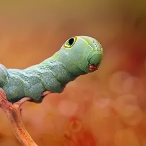 Funny Face Caterpillar