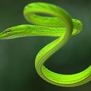 Vine Snake Related Images