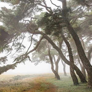 Pine Grove in Fog-2