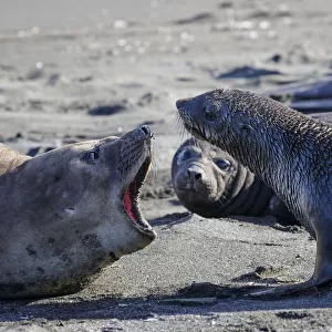 Subantarctic Fur Seal