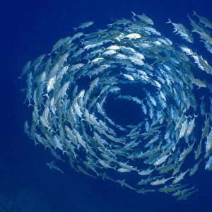 Bigeye trevally (Caranx sexfasciatus) forming a circular shoal in blue water, on the drop off of a coral reef. Ras Mohammed National Park, Sinai, Egypt. Red Sea