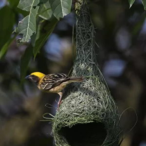 Black-breasted weaver (Ploceus benghalensis) perched on its nest in Tongbiguan Nature Reserve