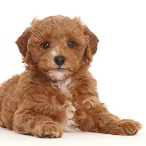 Cavapoo puppy lying with head up