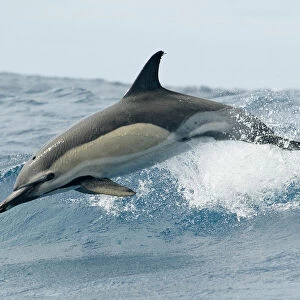 Common dolphin (Delphinus delphis) jumping, Pico, Azores, Portugal, June 2009
