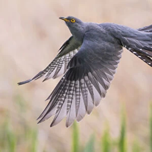 Cuckoo (Cuculus canorus) in flight, Germany, April. May