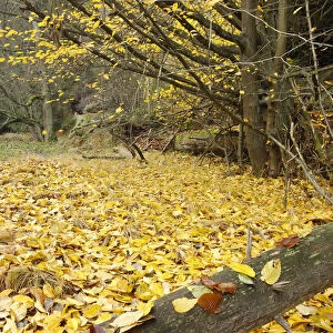 Fallen leaves in wood, Brtnicky, Ceske Svycarsko / Bohemian Switzerland National Park