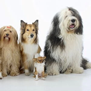 Group portrait of five dogs sitting, from left to rt: two mongrels, Rough Collie