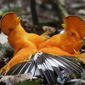 Guianan cock-of-the-rock (Rupicola rupicola), two males fighting during lek, Guianan Shield