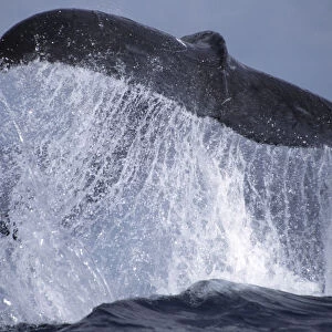 Humpback whale lobtailing {Megaptera novaengliae} Dominican Republic, Caribbean