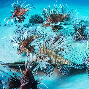 Invasive Lionfish (Pterois volitans) which have taken over and are wiping out native
