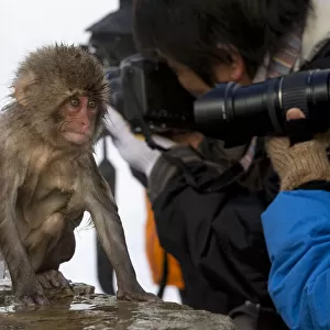 Japanese Macaque (Macaca fuscata) juvenile appears to be doing tricks to get some