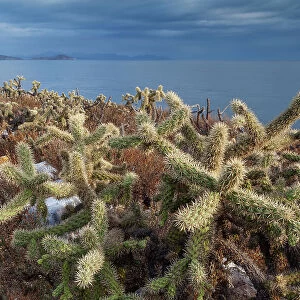 Jumping cholla cacti (Cylindropuntia fulgida. ) with Partida and Angel de la Guarda Islands beyond. Rasa Island Special Biosphere Reserve, Sea of Cortez, Mexico. April
