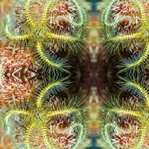 Kaleidoscopic image of brittle star (Ophiothrix sp), North Sulawesi, Indonesia
