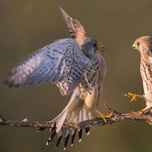 Kestrel (Falco tinnunculus) fighting Hungary, April