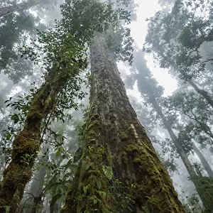 Massive old growth oak trees of the cloud forest, Talamanca Range, Talamanca Range-La