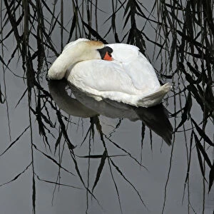 Mute Swan (Cygnus olor) resting, Shapwick NNR, Avalon Marshes, Somerset Levels, UK