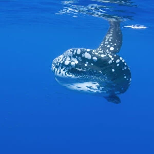 Ocean sunfish (Mola mola) with shoal of fish swimming past, Pico, Azores, Portugal