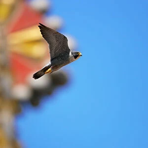 Peregrine falcon (Falco peregrinus) male, in flight, with mosaic tower of Sagrada Familia Basilica in background, Barcelona, Spain. April