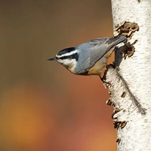 Red-breasted Nuthatch (Sitta canadensis), male clinging in its typical head-downward
