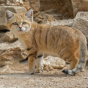Sand cat (Felis margarita) portrait. Captive, occurs in North Africa, the Arabian Peninsula, Pakistan and the Middle East