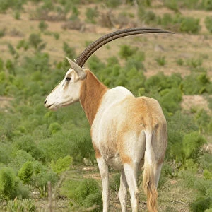 Scimitar-horned oryx (Oryx dammah) captive in enclosure of Souss Massa National Park, Morocco