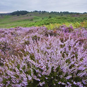View over New Forest heathland Ling (Erica cinerea) and Bell Heather (Erica cinerea)