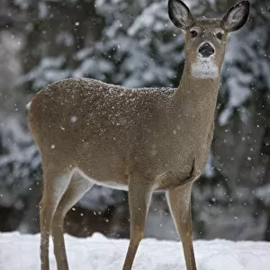 White-tailed deer (Odocoileus virginianus) doe standing in snow, New York, USA